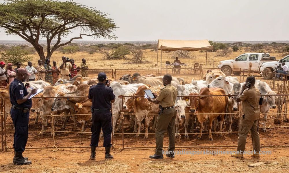 Two arrested as police recover stolen livestock in Garissa Kenyan police officers documenting recovered cattle during a livestock recovery operation in Garissa County