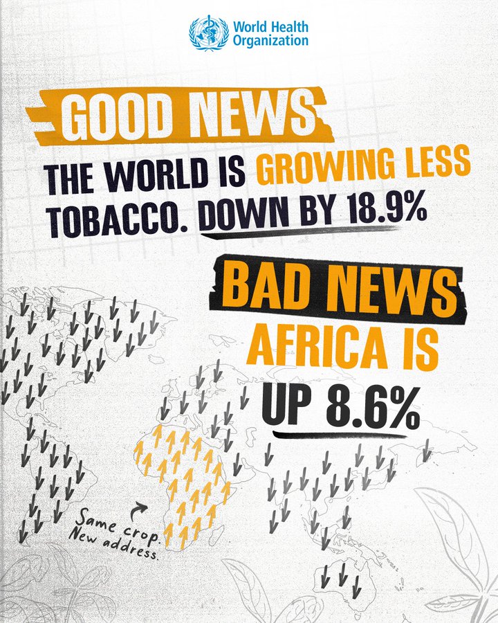 Africa tobacco growing increases despite global decline Africa tobacco growing increases despite global decline