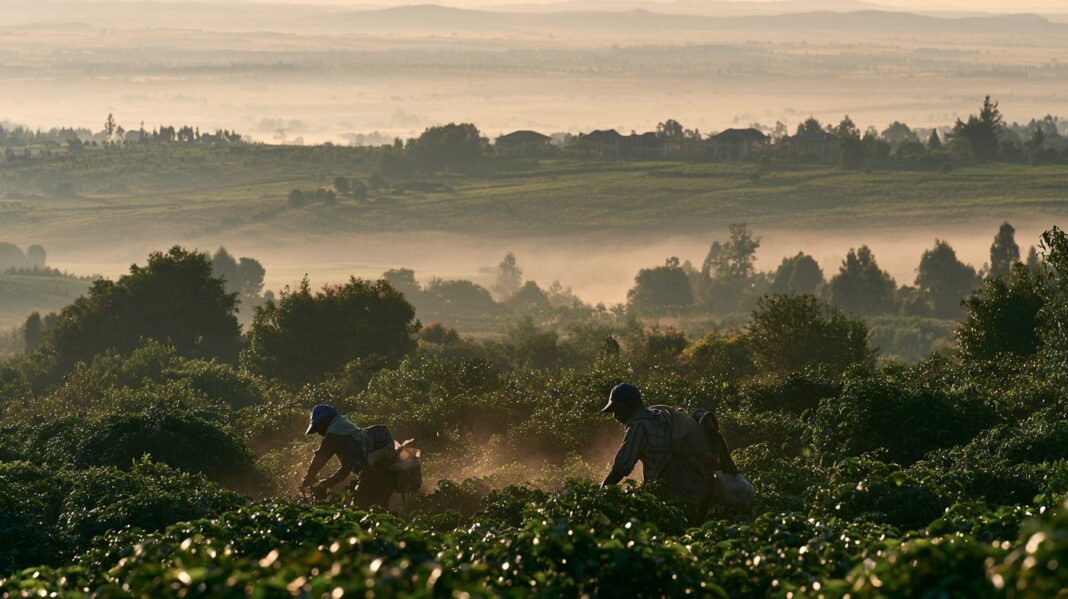 The Ksh 194B Splash: How Coca-Cola’s Massive COMESA Supply Deal Is Reshaping Regional Agriculture & Trade The Ksh 194B Splash: How Coca-Cola’s Massive COMESA Supply Deal Is Reshaping Regional Agriculture & Trade