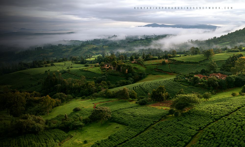 Lower input costs to raise farmer returns, Kindiki says at Agriculture Summit Drone view of coffee and tea plantations in Kenya's Rift Valley