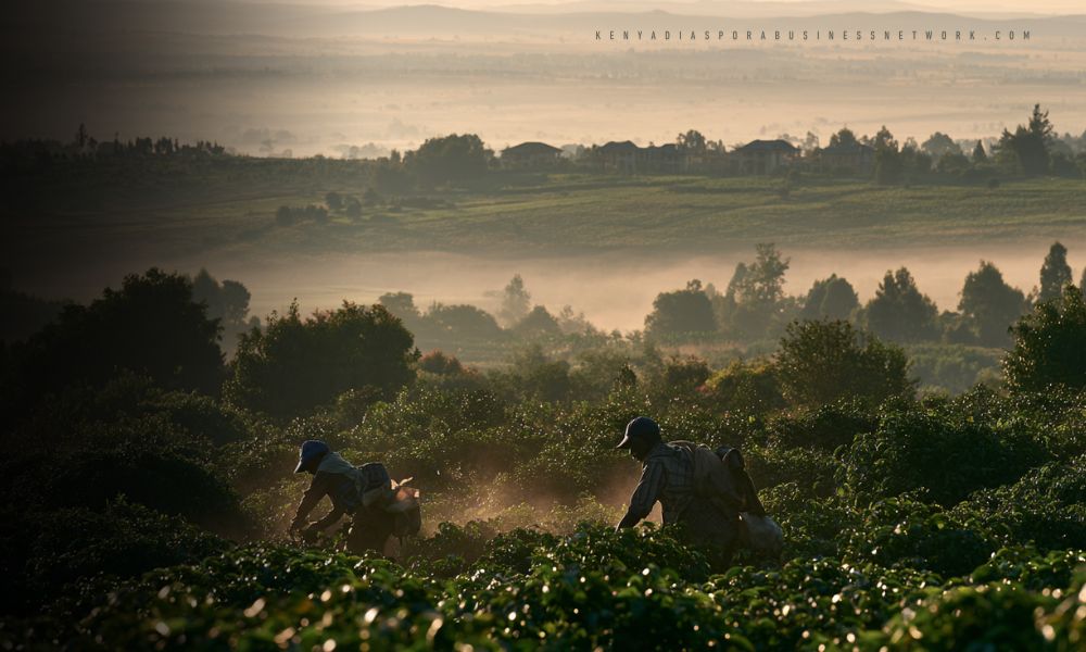 Kenya coffee harvest season in progress